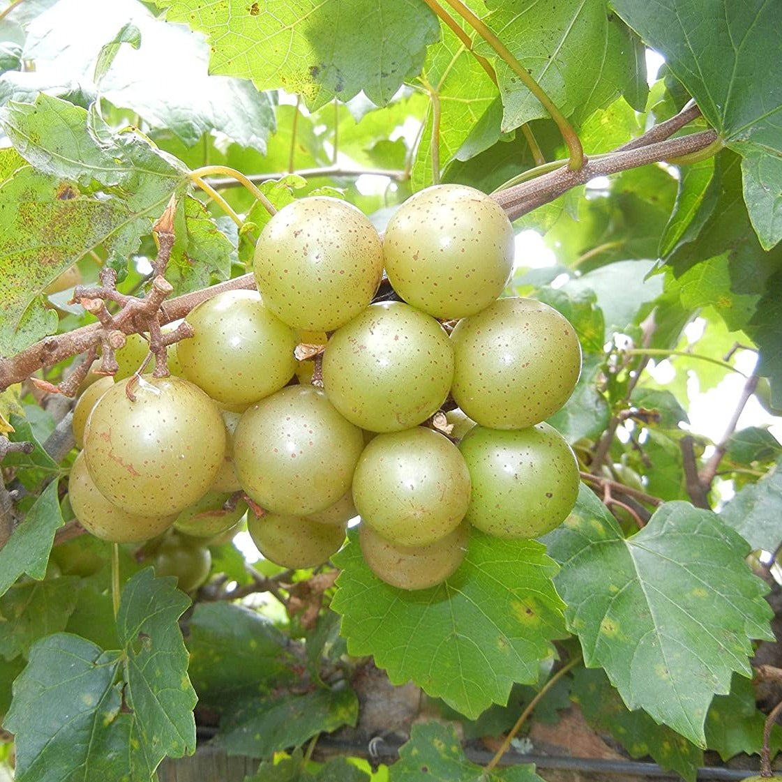 Muscadine Grape Vine & Trees Online | Pixies Gardens