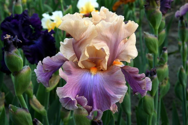 Peach & Pink Orchid Flowers