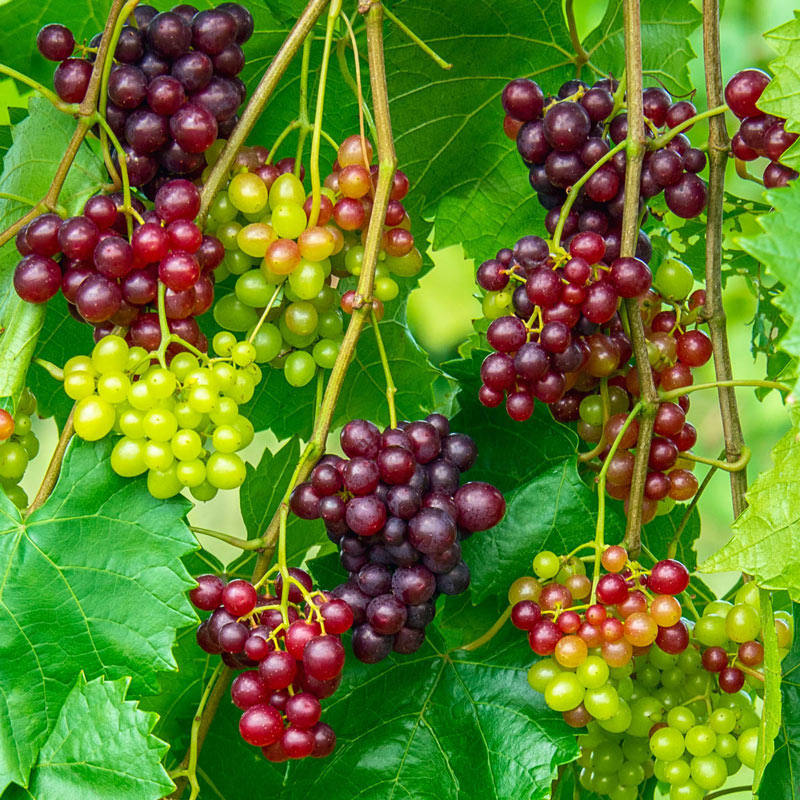 Victoria Red Grape Vines For Sale