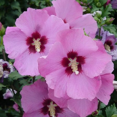 Buy Lady Stanley Althea Double Pink Plants & Trees Online