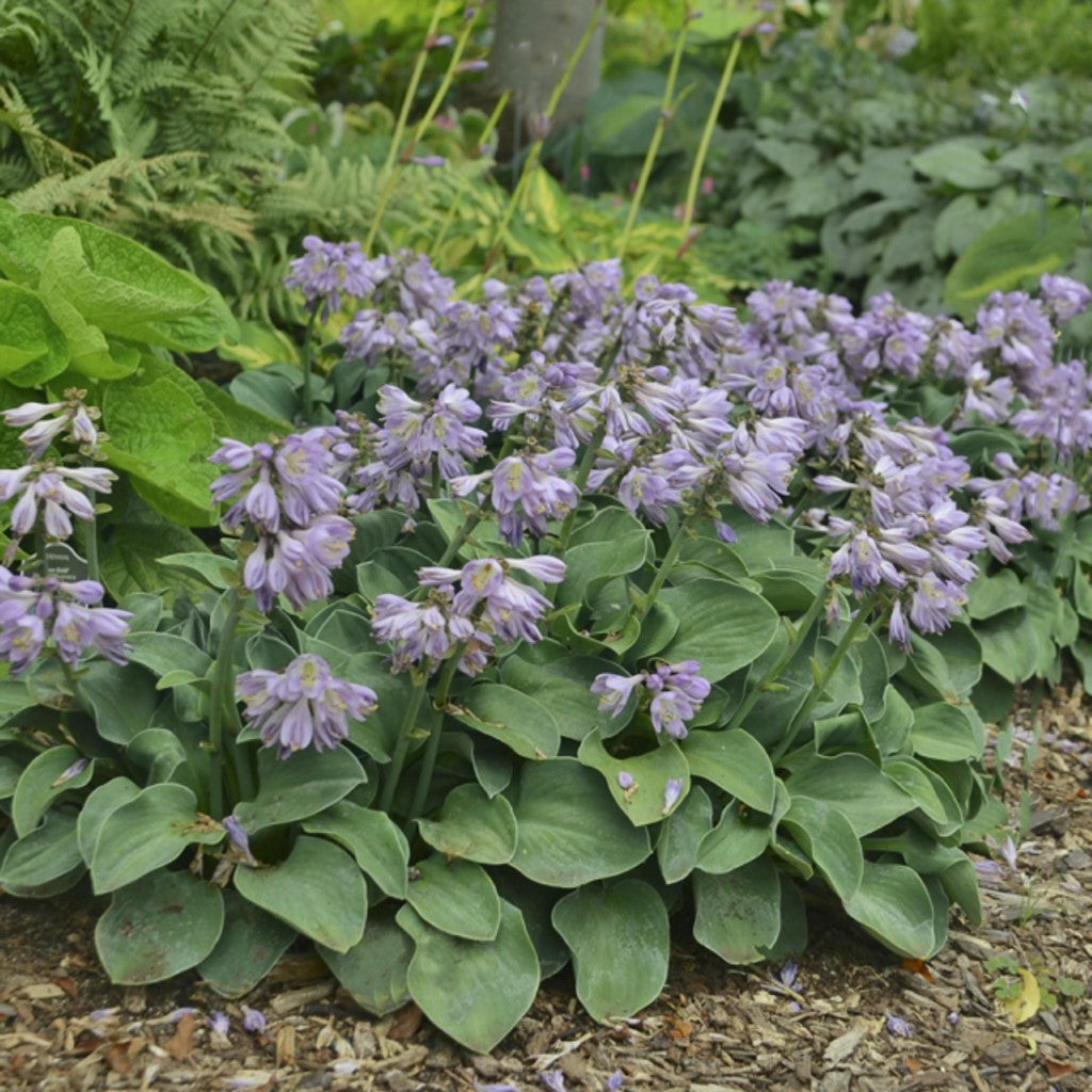 Hosta Blue Mouse Ears