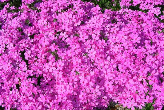 red creeping phlox