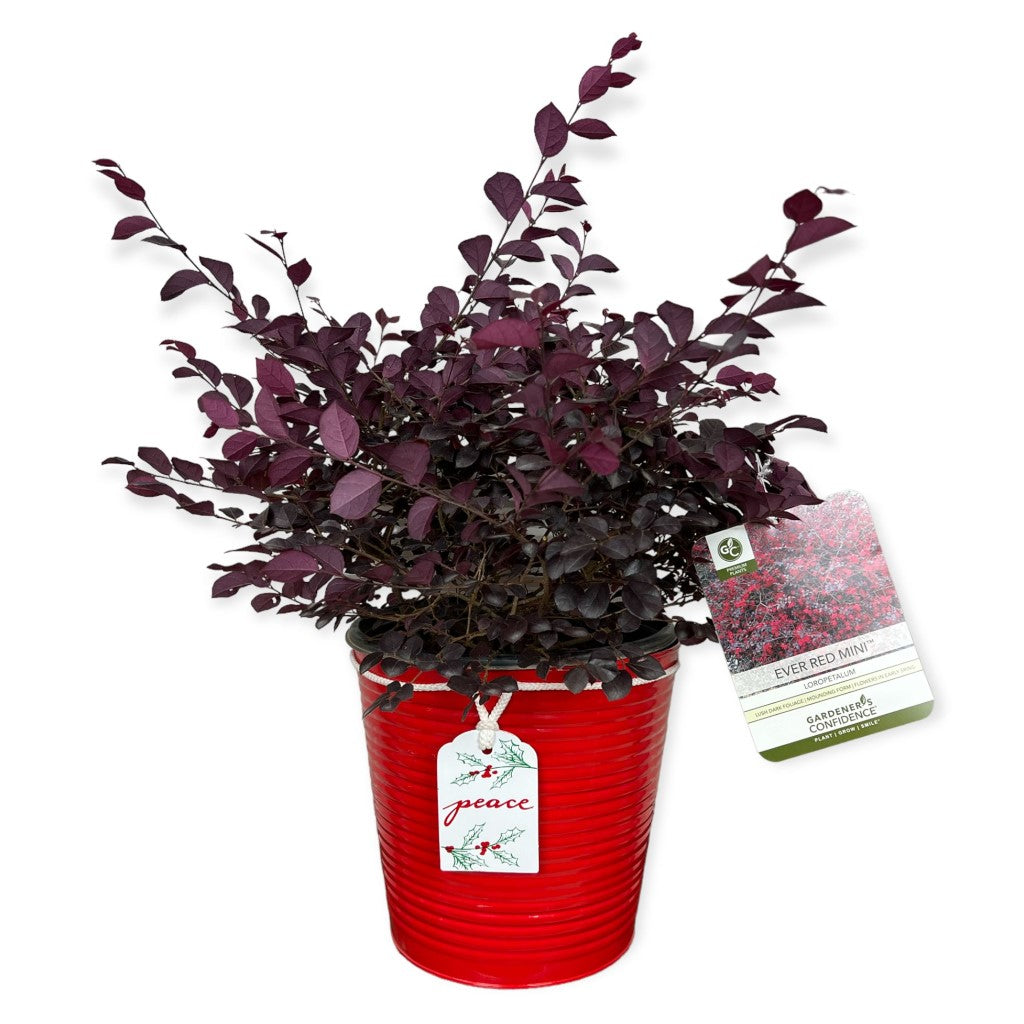 Buy Ever Red Mini Loropetalum Plants & Trees Online | Pixies Gardens