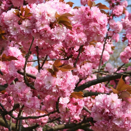 kwanzan cherry tree information