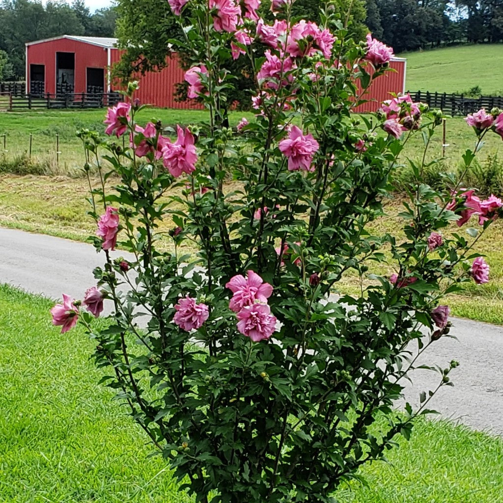 rose of sharon bush