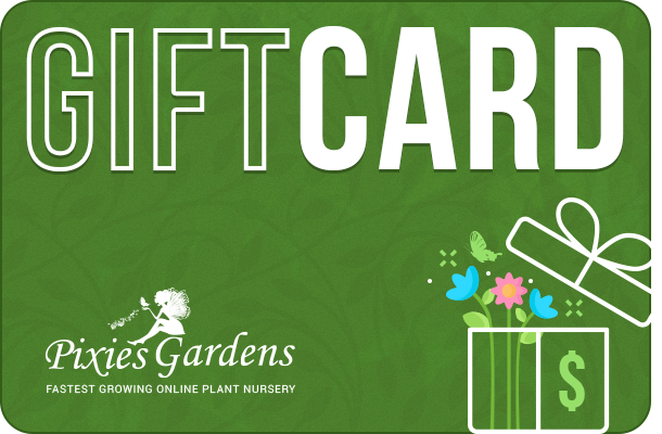 Gift Card - Shop Gift Cards Online - Pixie
