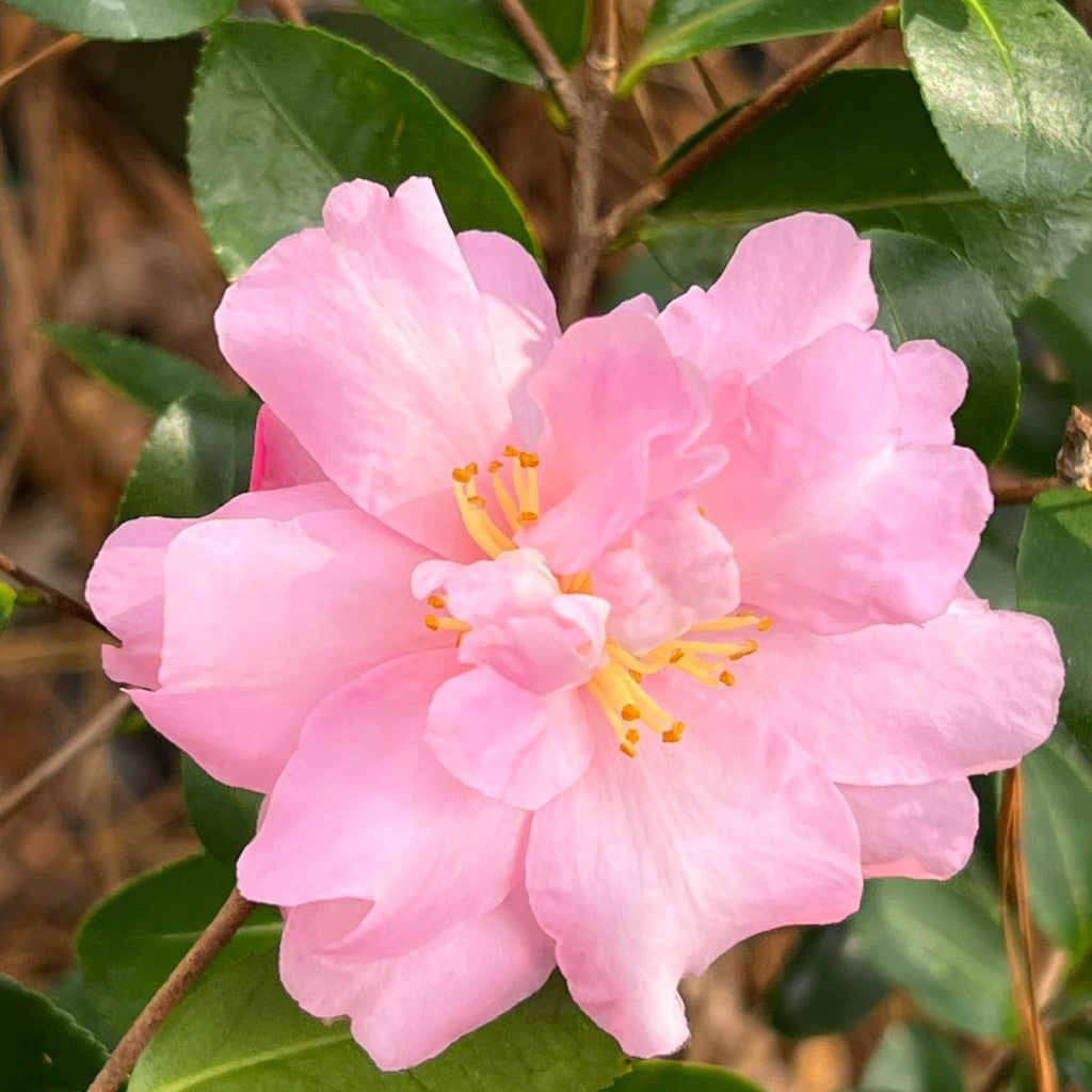 Pink-A-Boo® Camellia, Camellia sasanqua 'Mondel' PP #21,687