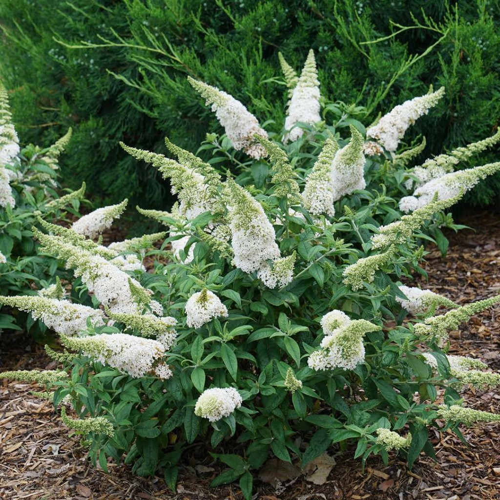 Buddleia Pugster White Butterfly Bush