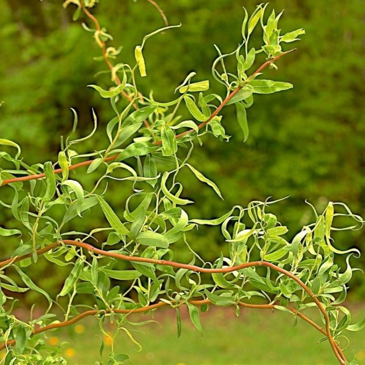 corkscrew willow leaves