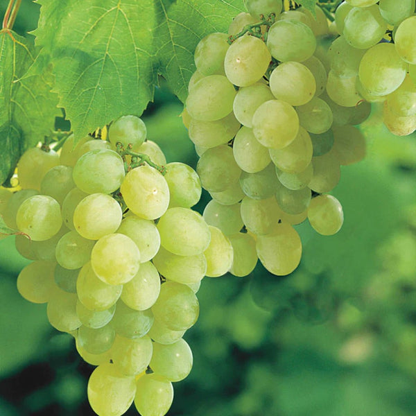 Thompson Seedless Grape Vine - Alder & Oak Plants - Online Plant