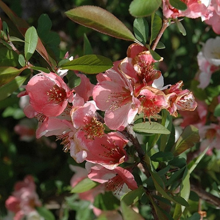 Buy Toyo-Nishiki Flowering Quince Plants & Trees Online | Pixies Gardens