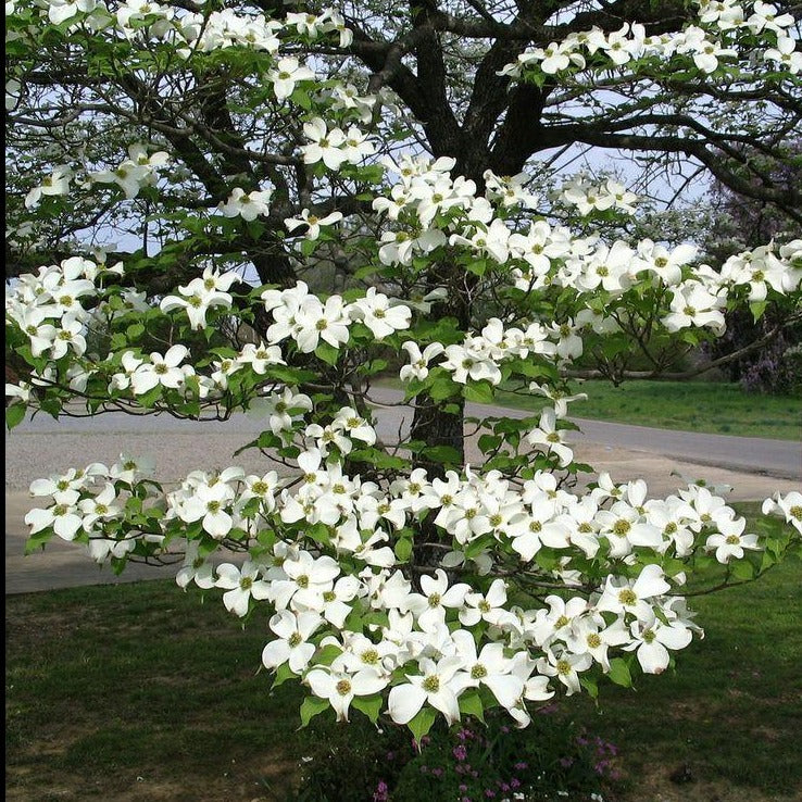 8 Early Spring White Flowering Trees (and one to avoid)