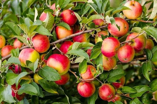 apple sapling