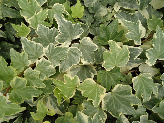English Ivy White Variegated – Premier Growers, Inc.