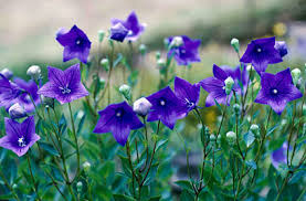 (Quart Pot/10 Count Flat) Platycodon Grandiflorus Sentimental Blue, 'Balloon Flower' Gray-Green Foliage, Inflated Blue Buds