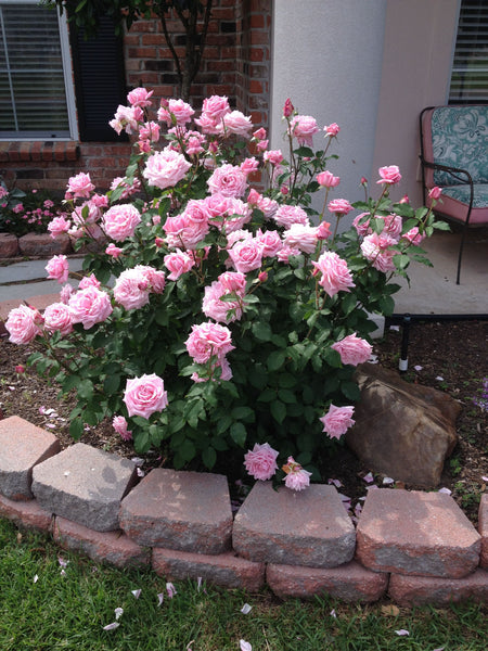 Belinds rêve des roses