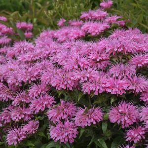 Monarda Sugar Buzz 'Blue Moon'Bee Balm Ppaf - It'S Covered In Lavender ...