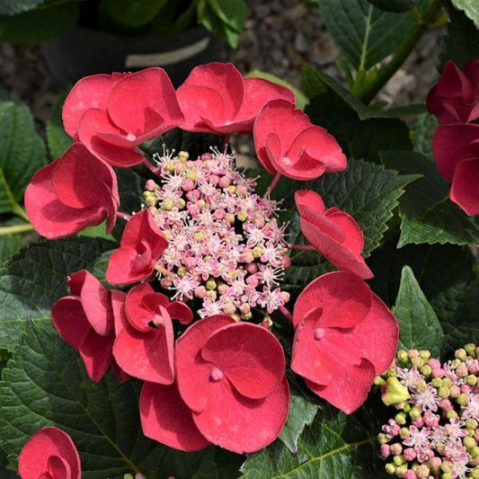 Buy Cherry Explosion Hydrangea Plants & Trees Online