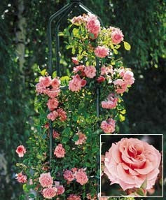 Queen Elizabeth  Grandiflora Rose