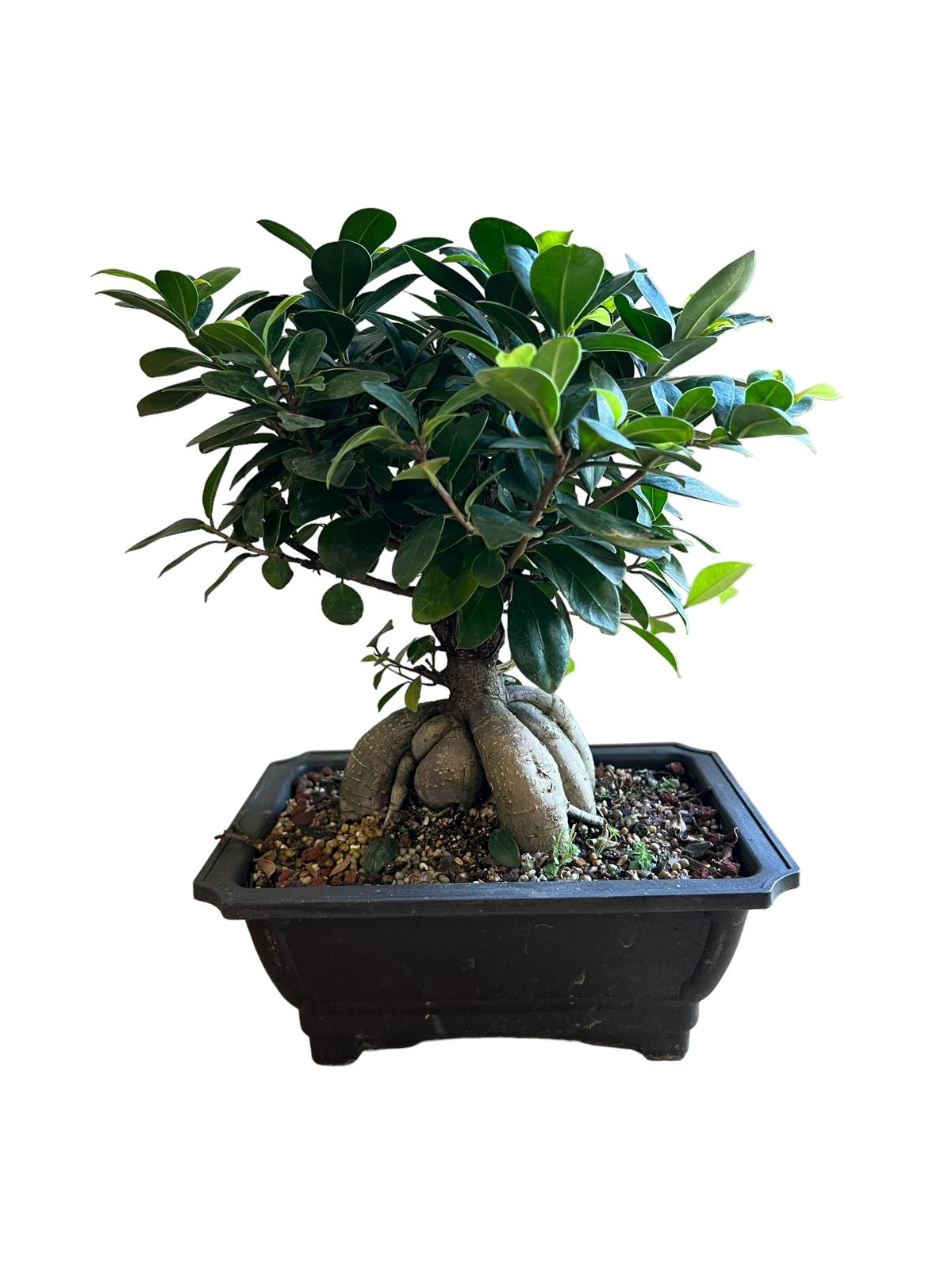 Bonsai Tree Live in Pot Indoor Plant Bonsai Pot Ceramic