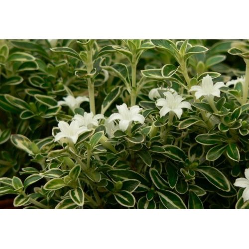 Buy Serissa Variegata Plants & Trees Online | Pixies Gardens