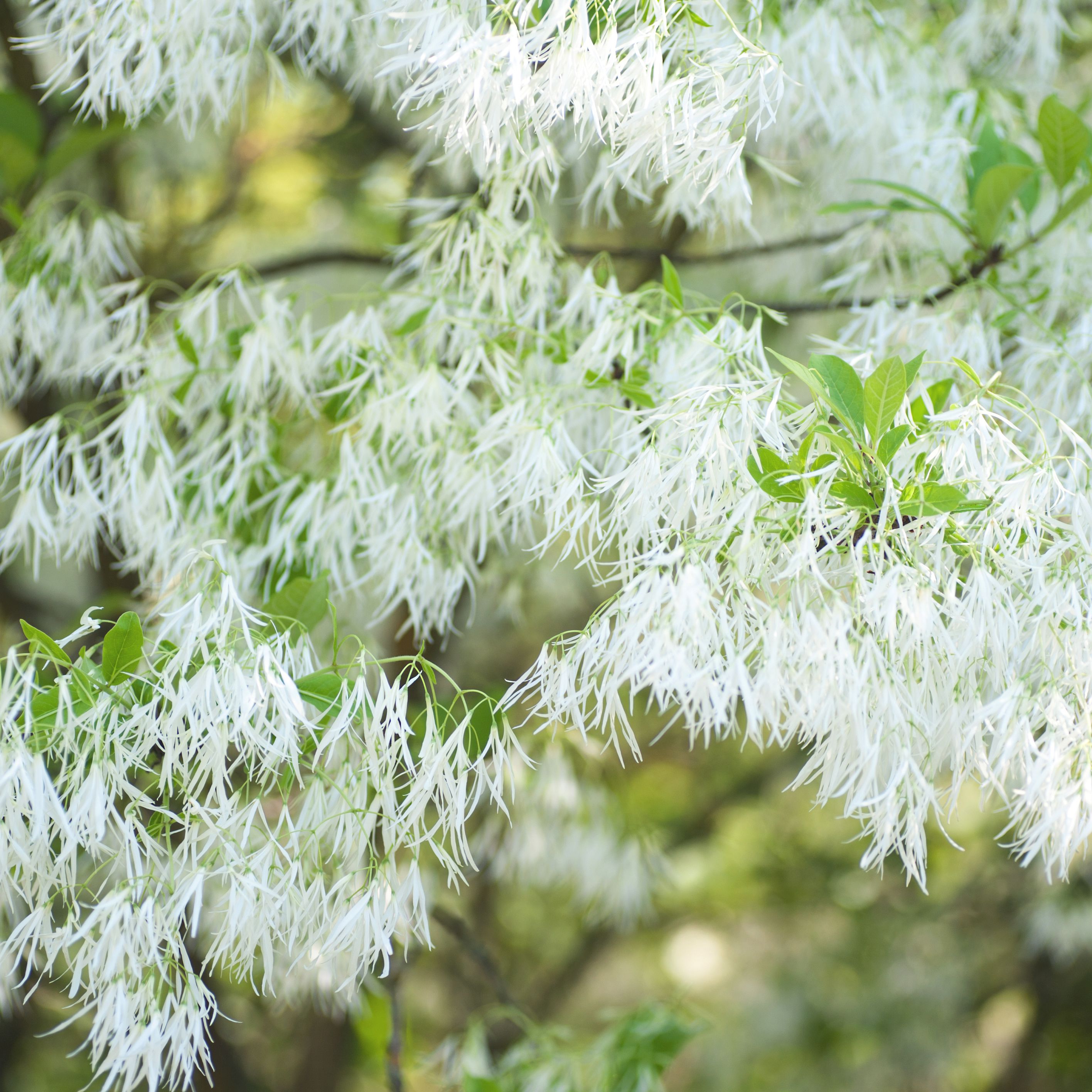 White Fringe Tree buy online plants and trees at pixies Gardens.
