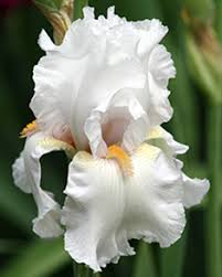 Iris des jardins 'Immortality'  Fleurs blanches, Jardins, Jardins blancs