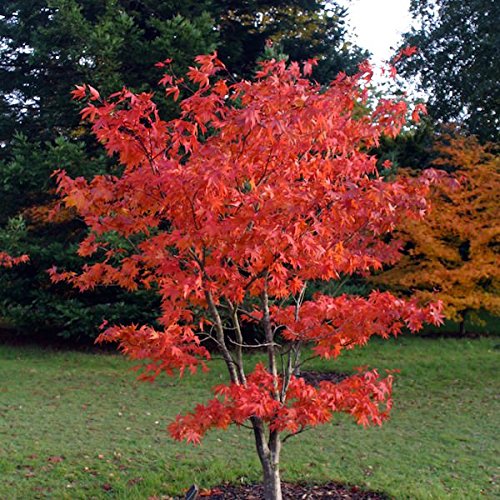 Buy Osakazuki Japanese Maple Plants & Trees Online | Pixies Gardens