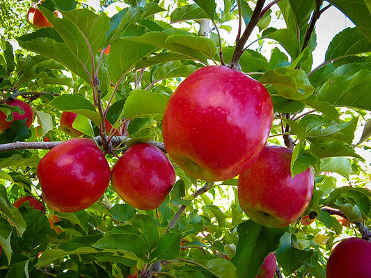 pink lady apples inside