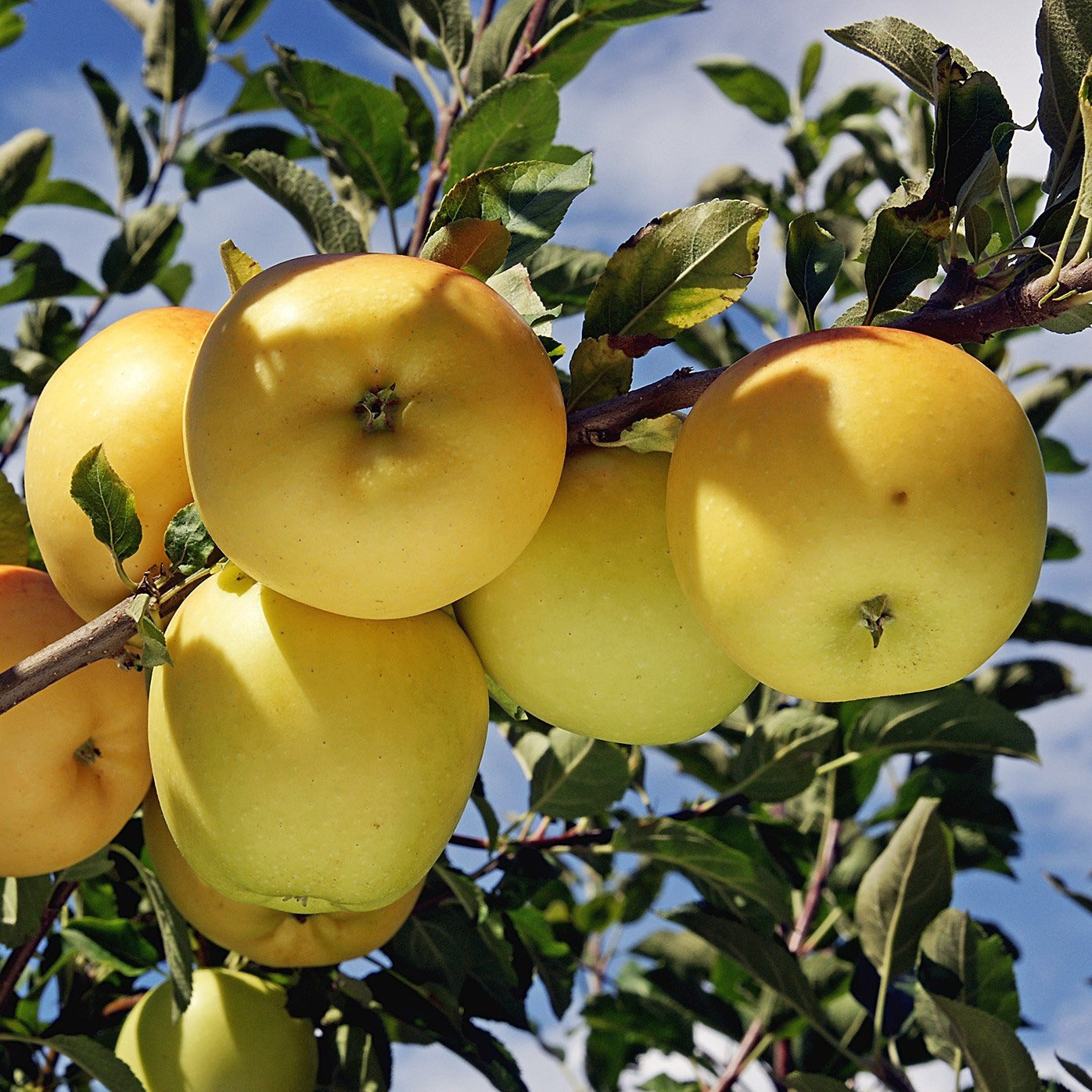 Golden Delicious Apple Tree