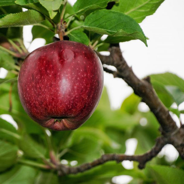 https://www.pixiesgardens.com/cdn/shop/products/red-delicious-apple-fruit_1_grande.jpg?v=1625740596