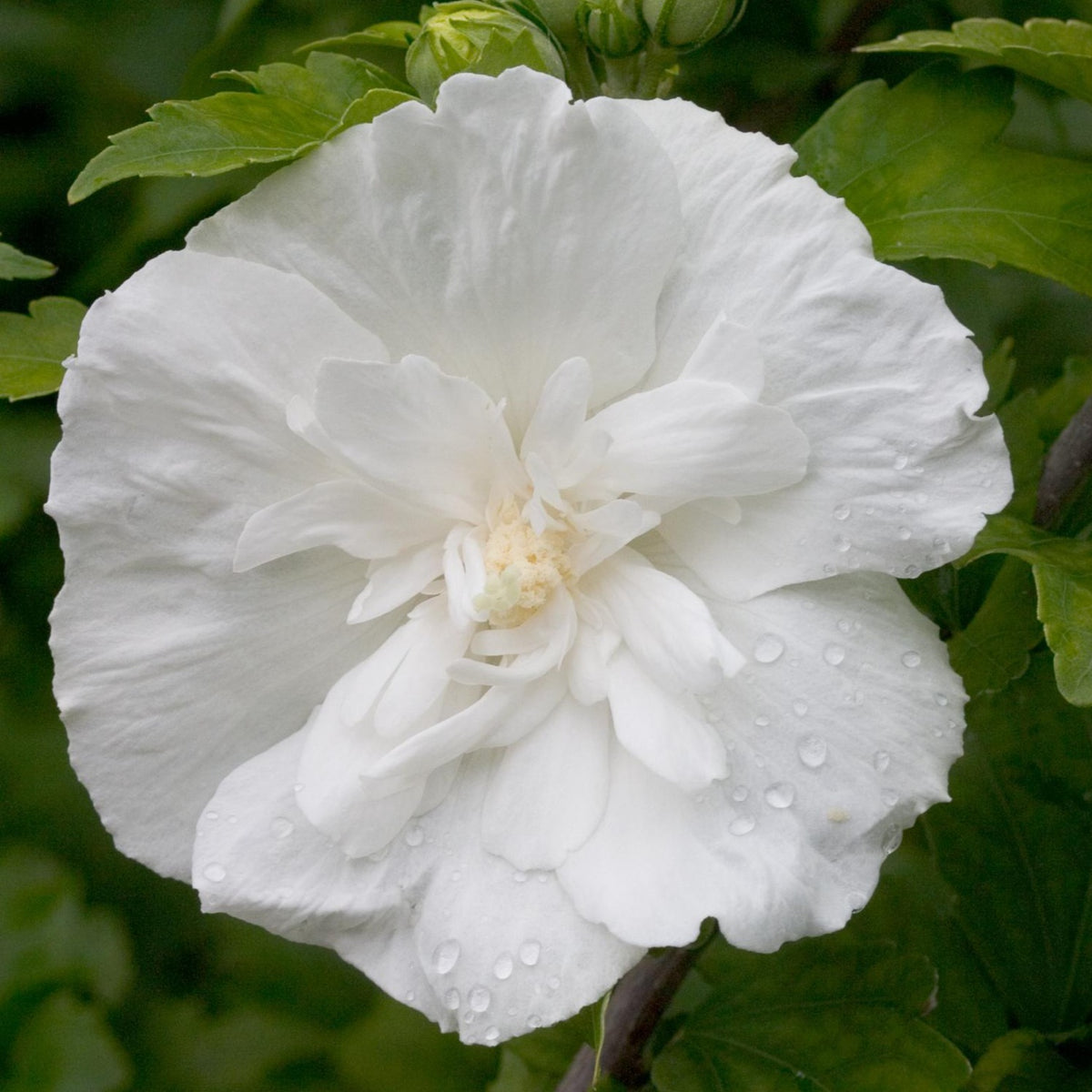 Buy White Chiffon Hibiscus Plants & Trees Online | Pixies Gardens