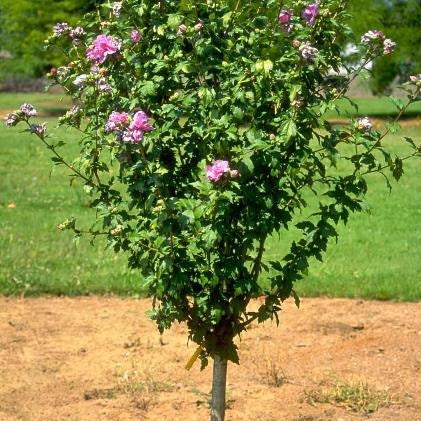 Buy Lady Stanley Althea Double Pink Plants & Trees Online