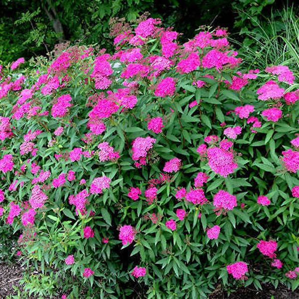 Buy Neon Flash Spirea Shrubs Online