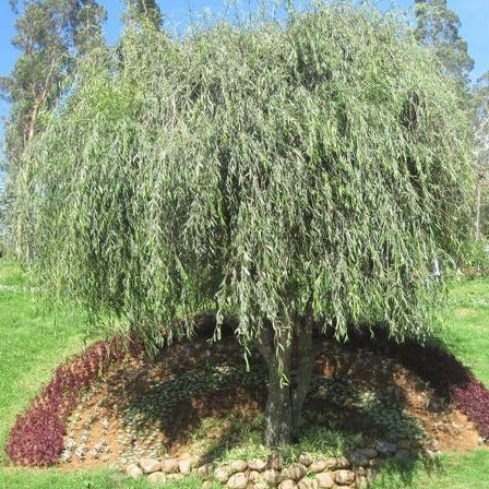 Weeping Willow Trees for Sale at Arbor Day's Online Tree Nursery
