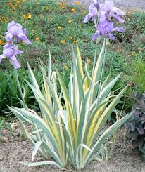 Iris Pallida Aureo Variegata Zebra Iris buy online plants and trees at ...